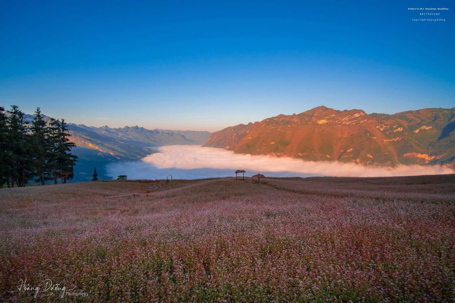 Mỗi độ thu sang, khi những cơn gió se lạnh bắt đầu ùa về, cao nguyên đá Tuyên Quang lại chuyển mình trong sắc hoa tam giác mạch mỏng manh mà đầy sức sống. Loài hoa nhỏ bé mọc lên từ những khe đá khô cằn ấy đã trở thành biểu tượng của vùng đất địa đầu Tổ quốc – tượng trưng cho sự kiên cường, bền bỉ của con người nơi đây.