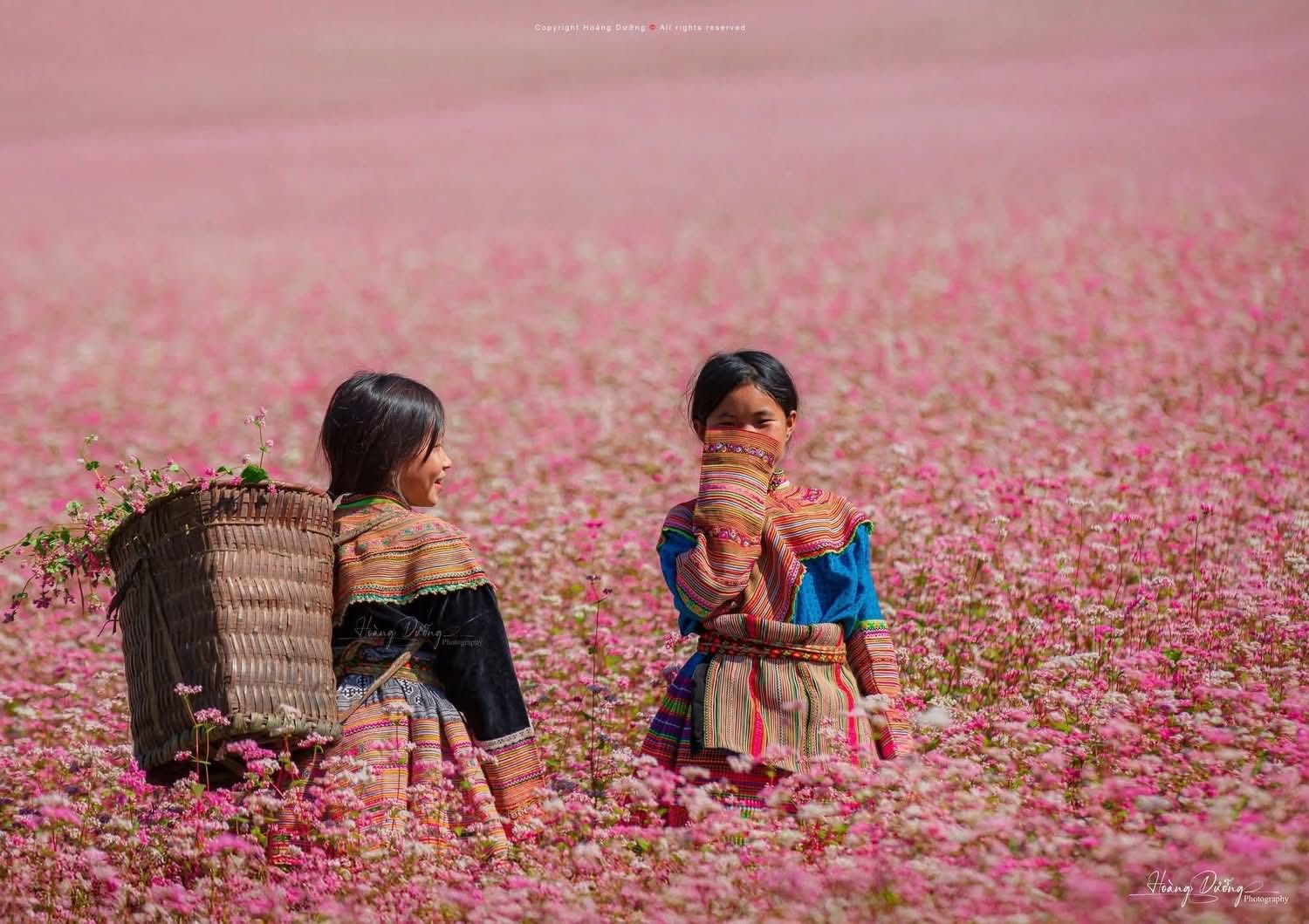 Mỗi độ thu sang, khi những cơn gió se lạnh bắt đầu ùa về, cao nguyên đá Tuyên Quang lại chuyển mình trong sắc hoa tam giác mạch mỏng manh mà đầy sức sống. Loài hoa nhỏ bé mọc lên từ những khe đá khô cằn ấy đã trở thành biểu tượng của vùng đất địa đầu Tổ quốc – tượng trưng cho sự kiên cường, bền bỉ của con người nơi đây.