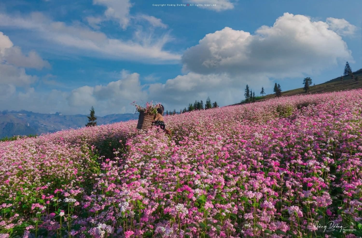 Mỗi độ thu sang, khi những cơn gió se lạnh bắt đầu ùa về, cao nguyên đá Tuyên Quang lại chuyển mình trong sắc hoa tam giác mạch mỏng manh mà đầy sức sống. Loài hoa nhỏ bé mọc lên từ những khe đá khô cằn ấy đã trở thành biểu tượng của vùng đất địa đầu Tổ quốc – tượng trưng cho sự kiên cường, bền bỉ của con người nơi đây.