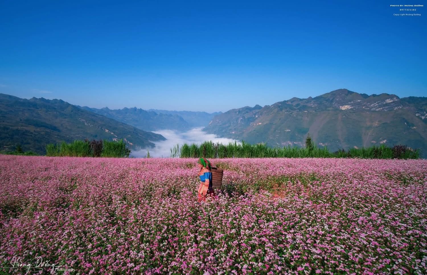 Mỗi độ thu sang, khi những cơn gió se lạnh bắt đầu ùa về, cao nguyên đá Tuyên Quang lại chuyển mình trong sắc hoa tam giác mạch mỏng manh mà đầy sức sống. Loài hoa nhỏ bé mọc lên từ những khe đá khô cằn ấy đã trở thành biểu tượng của vùng đất địa đầu Tổ quốc – tượng trưng cho sự kiên cường, bền bỉ của con người nơi đây.