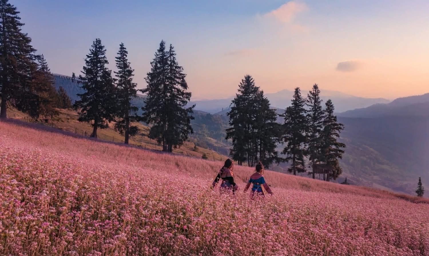 Mỗi độ thu sang, khi những cơn gió se lạnh bắt đầu ùa về, cao nguyên đá Tuyên Quang lại chuyển mình trong sắc hoa tam giác mạch mỏng manh mà đầy sức sống. Loài hoa nhỏ bé mọc lên từ những khe đá khô cằn ấy đã trở thành biểu tượng của vùng đất địa đầu Tổ quốc – tượng trưng cho sự kiên cường, bền bỉ của con người nơi đây.