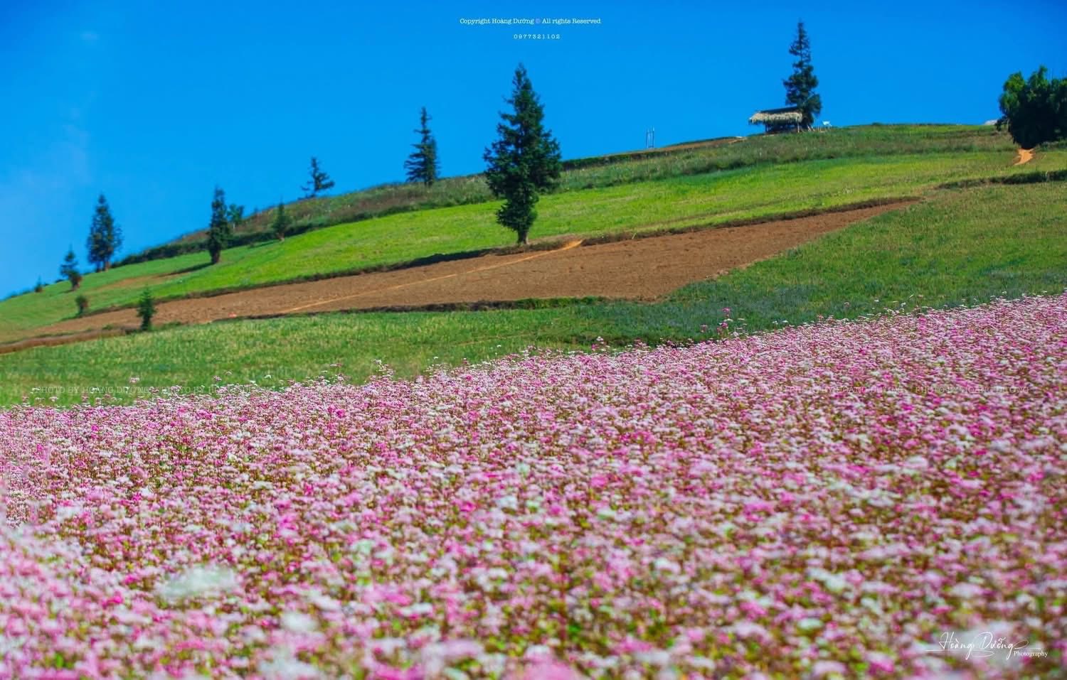 Mỗi độ thu sang, khi những cơn gió se lạnh bắt đầu ùa về, cao nguyên đá Tuyên Quang lại chuyển mình trong sắc hoa tam giác mạch mỏng manh mà đầy sức sống. Loài hoa nhỏ bé mọc lên từ những khe đá khô cằn ấy đã trở thành biểu tượng của vùng đất địa đầu Tổ quốc – tượng trưng cho sự kiên cường, bền bỉ của con người nơi đây.